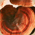Reishi Mushroom