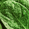 Spinach